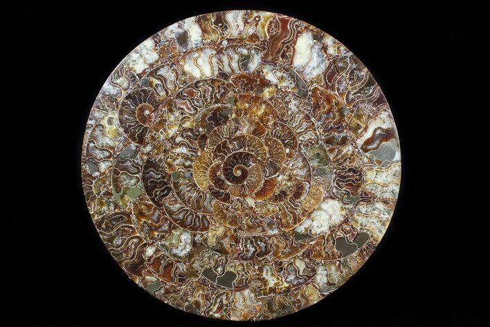 Composite Plate Of Agatized Ammonite Fossils #77792
